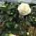 稀有品种:品种茶花之一，可娜“绿茶”茶花，白中带绿