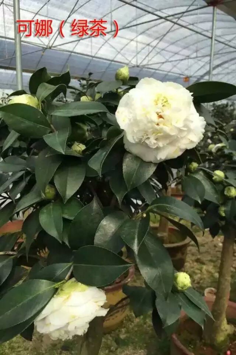 稀有品种:品种茶花之一，可娜“绿茶”茶花，白中带绿