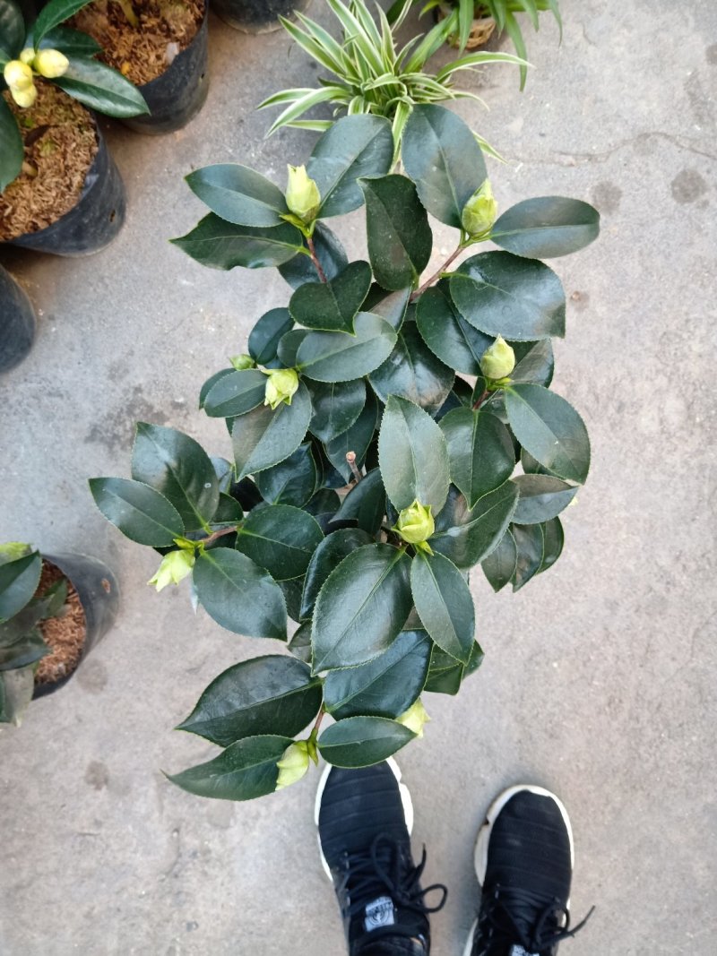 稀有品种:品种茶花之一，可娜“绿茶”茶花，白中带绿