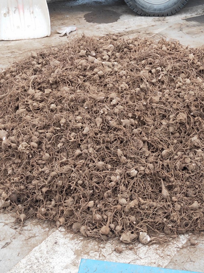 乌药（鲜货）（15天后可以种植）