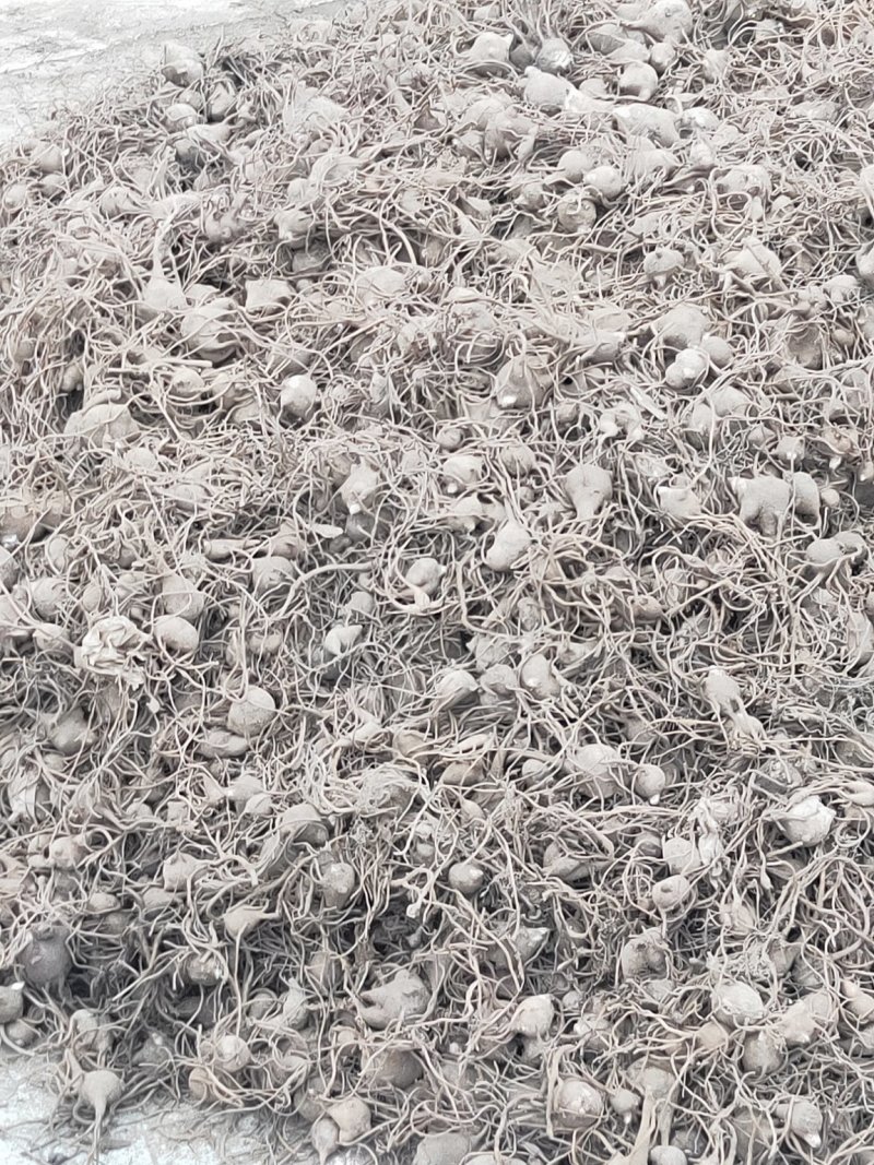 乌药（鲜货）（15天后可以种植）