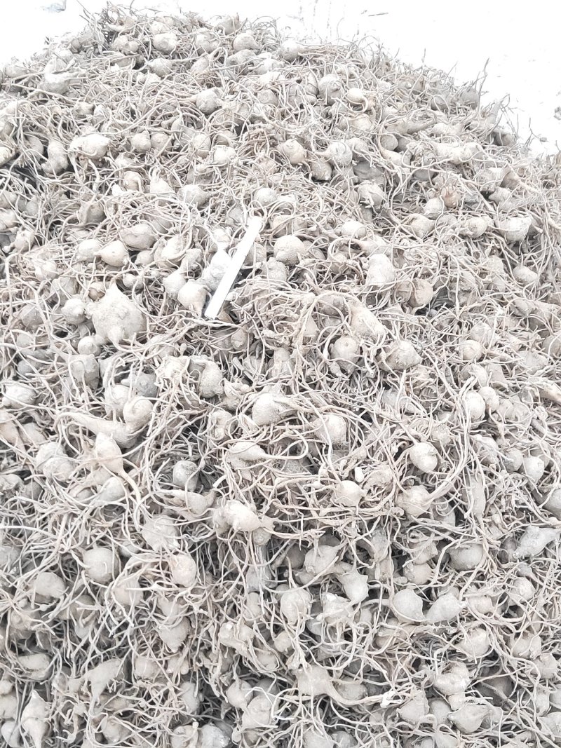 乌药（鲜货）（15天后可以种植）