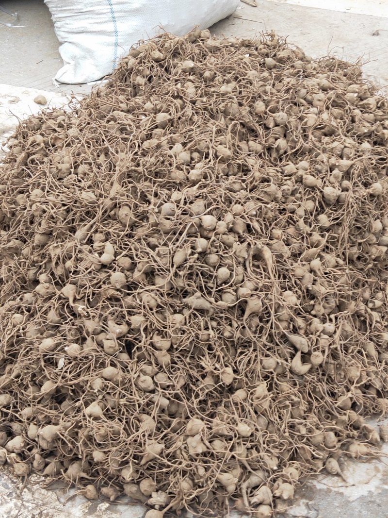 乌药（鲜货）（15天后可以种植）