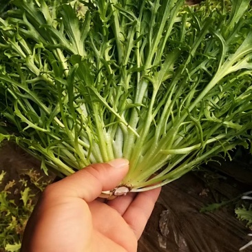 精品苦菊批发苦菊大量上市高端品质货量巨大日供万斤以上
