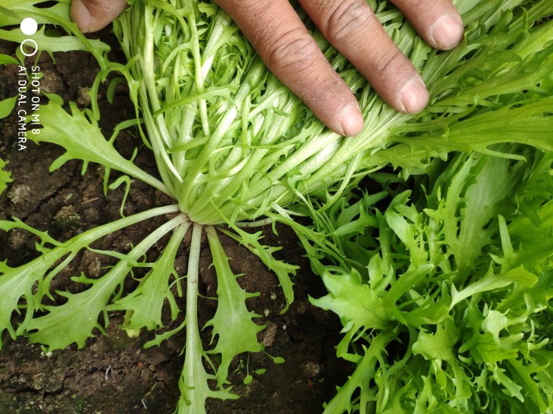 精品苦菊批发苦菊大量上市高端品质货量巨大日供万斤以上