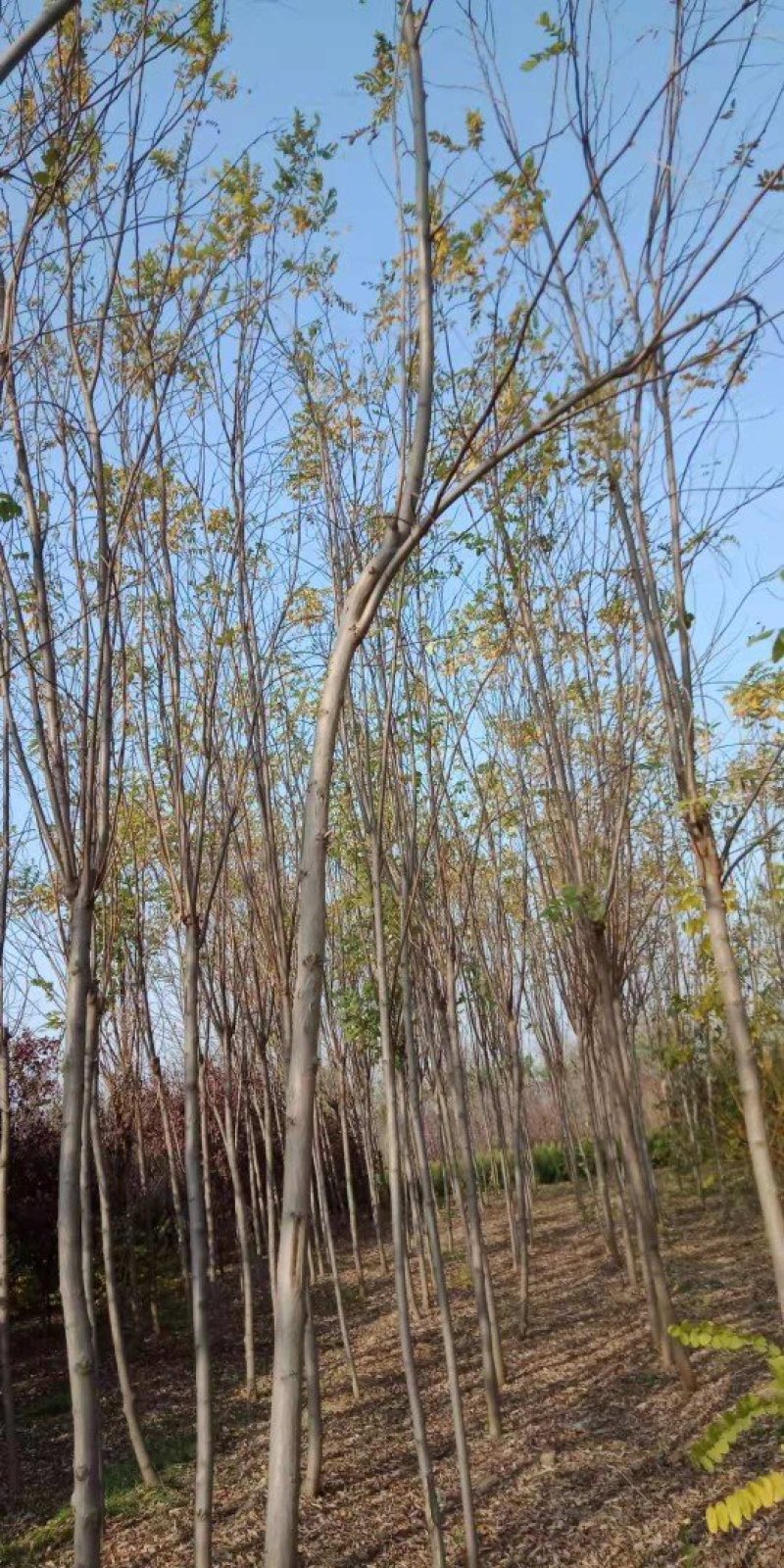 香花槐，乔灌木，绿化苗木
