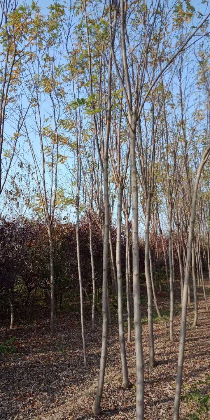 香花槐，乔灌木，绿化苗木