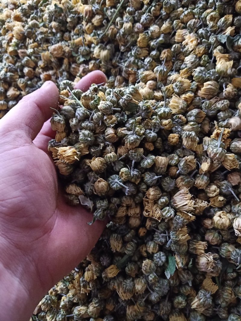 【菊花】精品胎菊花茶清热去火产地直销欢迎采购