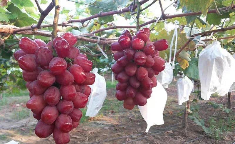 浪漫红颜葡萄苗嫁接葡萄树苗新品种特大无核当年结果