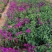 三角梅小苗基地批发庭院种植藤本围墙爬藤花梅花三角梅树