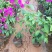 三角梅小苗基地批发庭院种植藤本围墙爬藤花梅花三角梅树