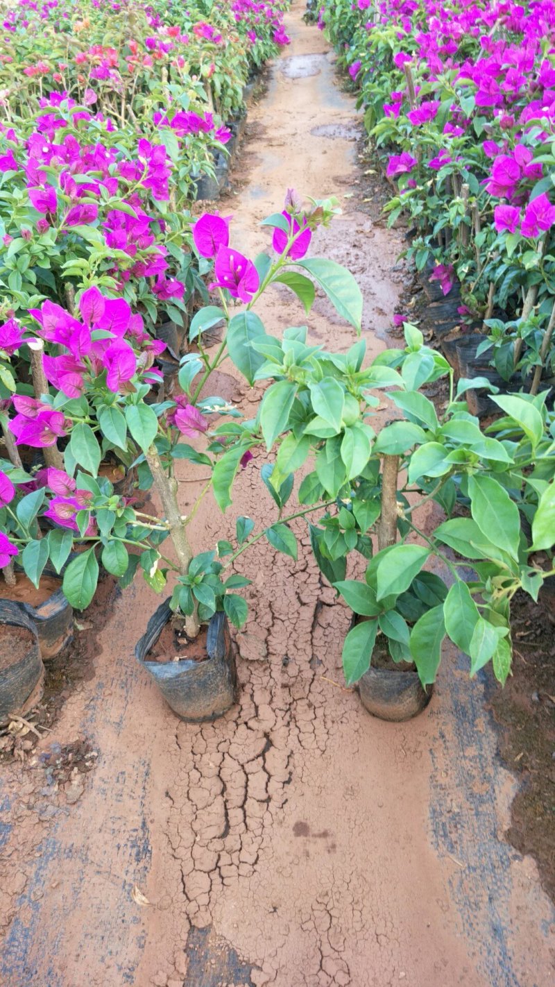 三角梅小苗基地批发庭院种植藤本围墙爬藤花梅花三角梅树