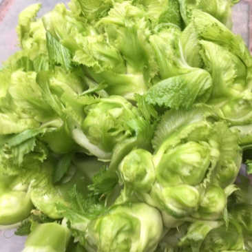 简阳儿菜