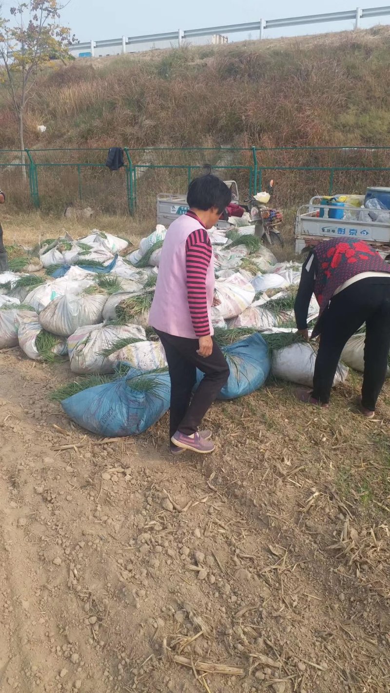 山东急早中晚熟洋葱苗精品一代杂交量大从优，包回收