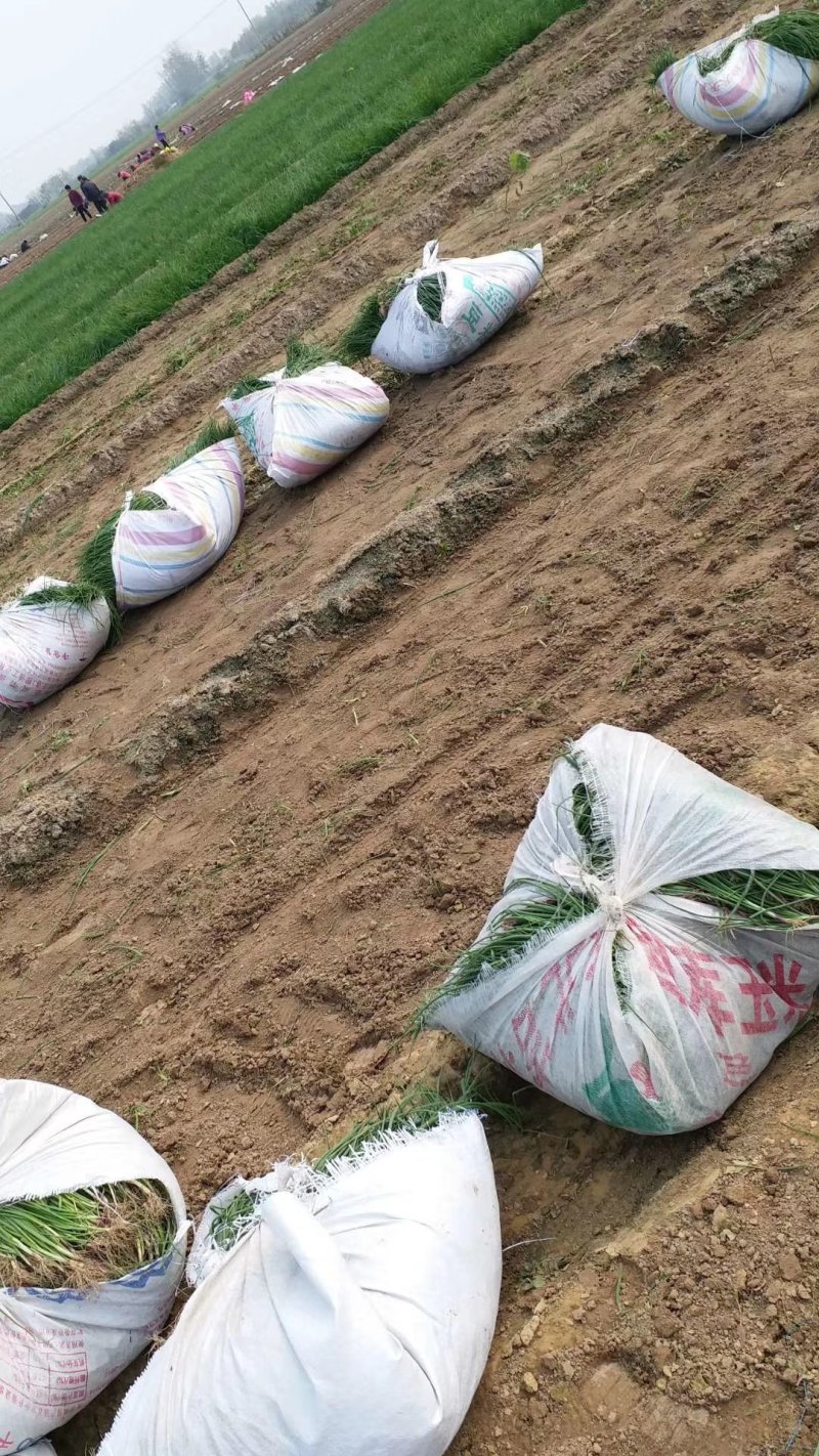 山东急早中晚熟洋葱苗精品一代杂交量大从优，包回收