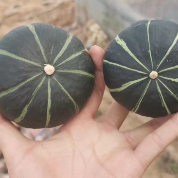 贝贝南瓜（正宗日本贝贝）