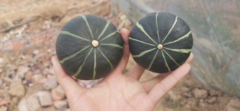 贝贝南瓜（正宗日本贝贝）