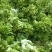 儿菜四川儿菜大量上市想发财的老板按需分拣打包打捆全国备货快