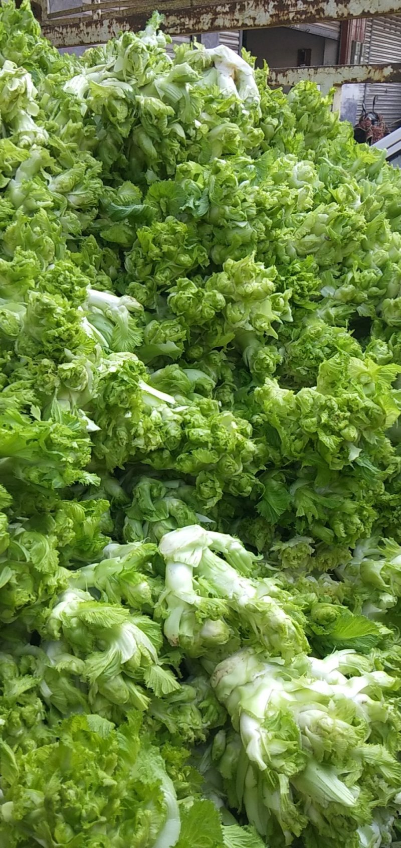 儿菜四川儿菜大量上市想发财的老板按需分拣打包打捆全国备货快