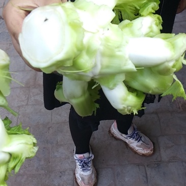 儿菜四川儿菜大量上市想发财的老板按需分拣打包打捆全国备货快