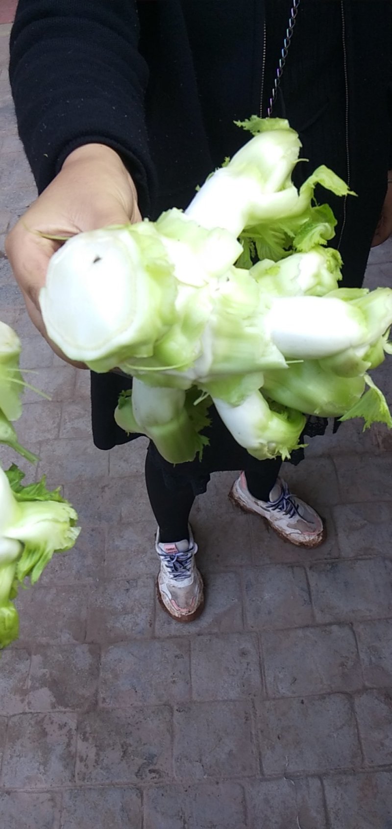 儿菜四川儿菜大量上市想发财的老板按需分拣打包打捆全国备货快
