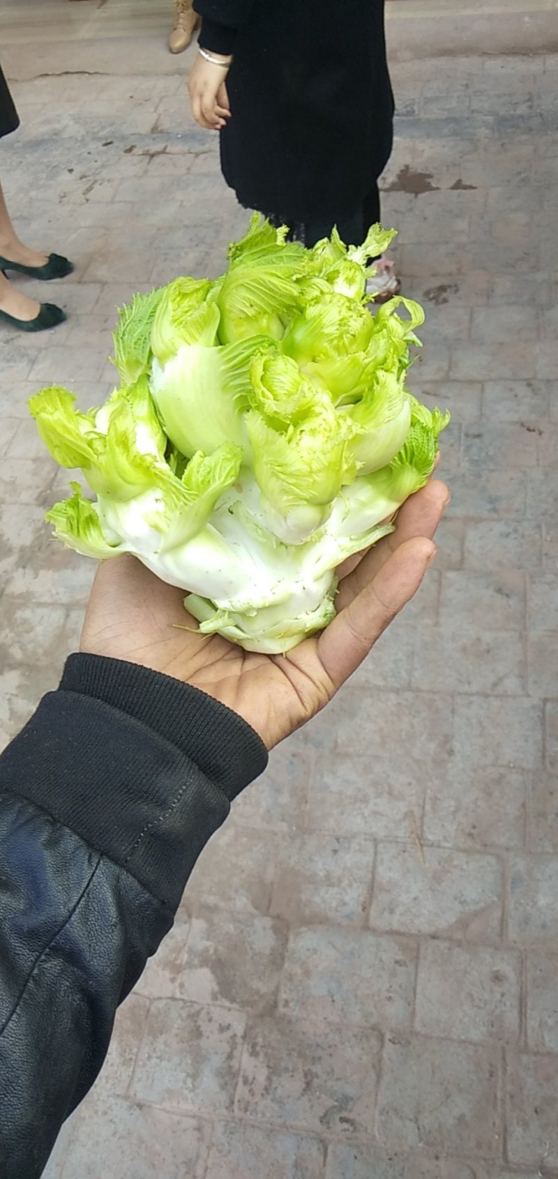 儿菜四川儿菜大量上市想发财的老板按需分拣打包打捆全国备货快