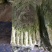 大棚紫叶莴苣大量上市