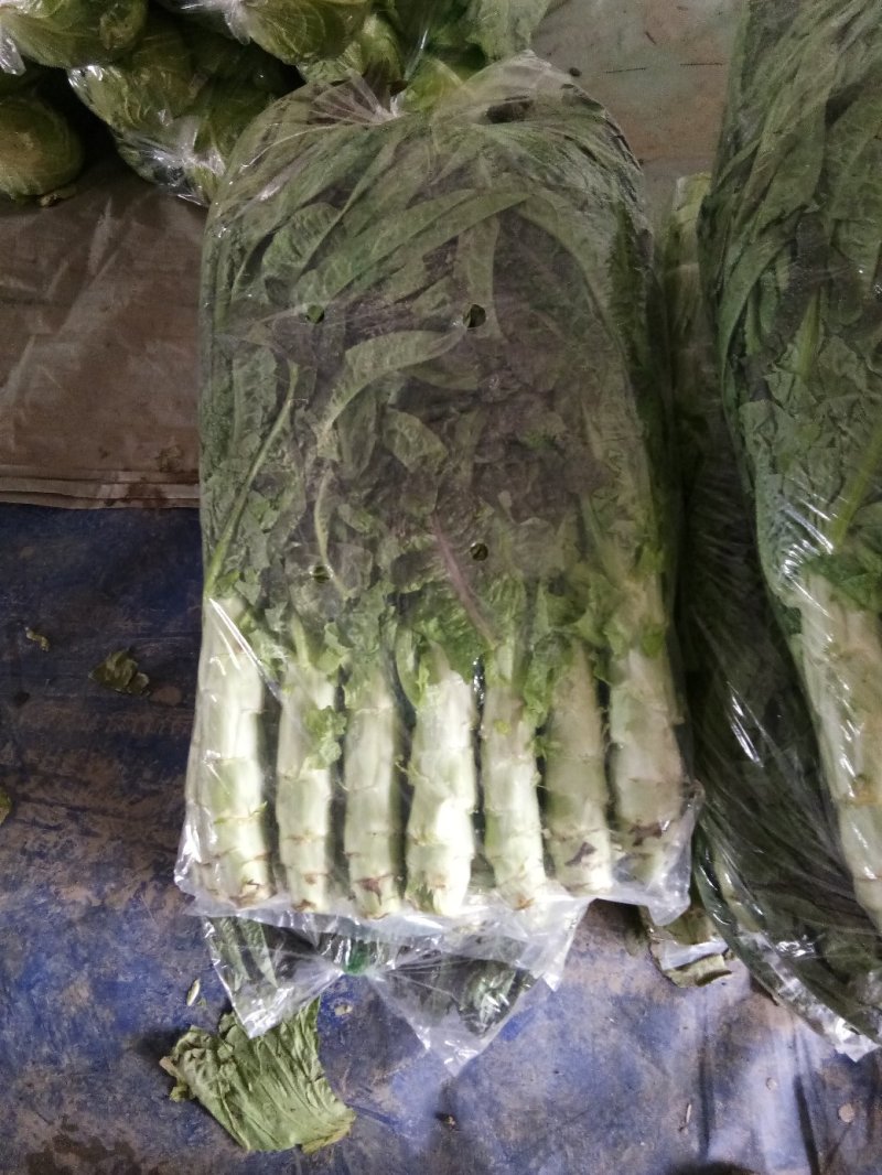 大棚紫叶莴苣大量上市