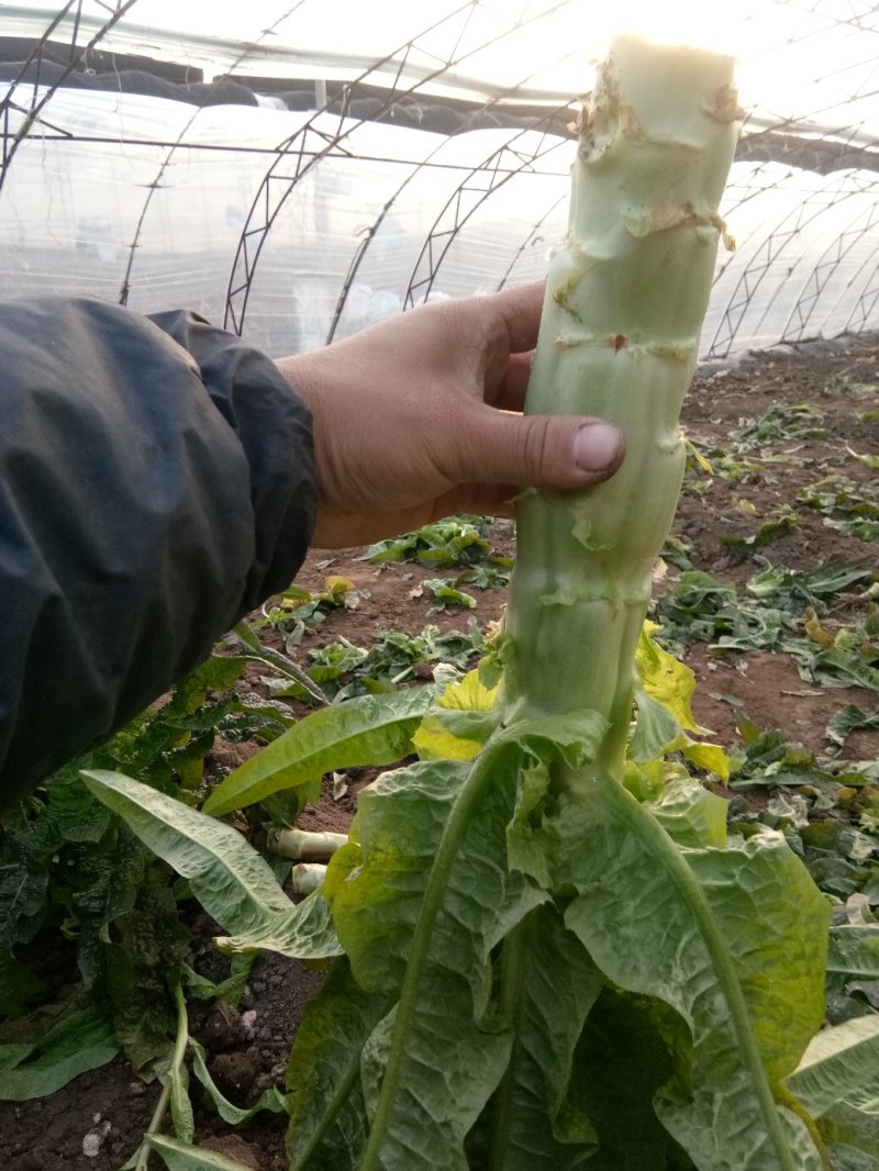 大棚紫叶莴苣大量上市