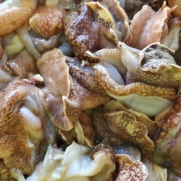海螺肉