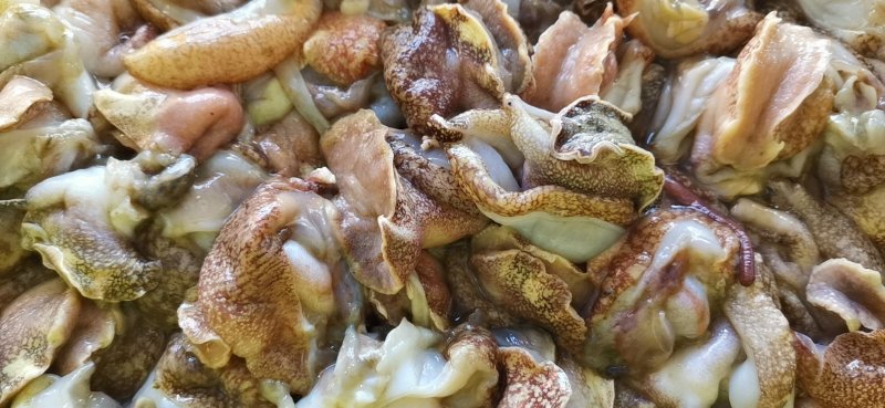 海螺肉