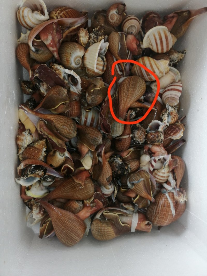 海螺肉