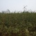 大红袍花椒苗批发价格无刺花椒苗，基地批发