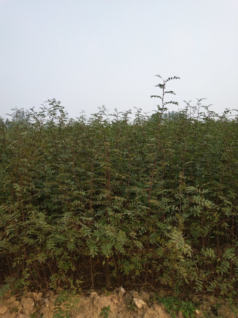 大红袍花椒苗批发价格无刺花椒苗，基地批发