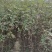 大红袍花椒苗批发价格无刺花椒苗，基地批发