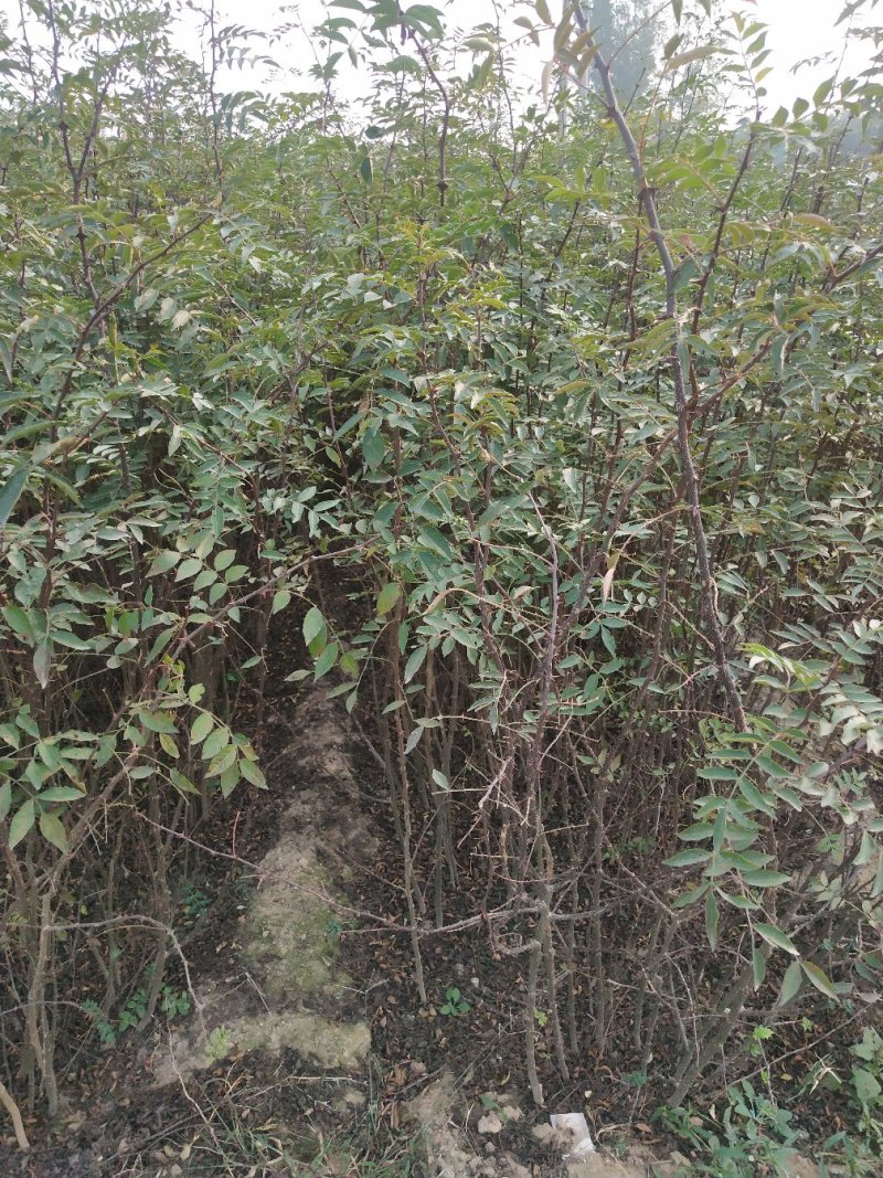 大红袍花椒苗批发价格无刺花椒苗，基地批发