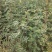 大红袍花椒苗批发价格无刺花椒苗，基地批发