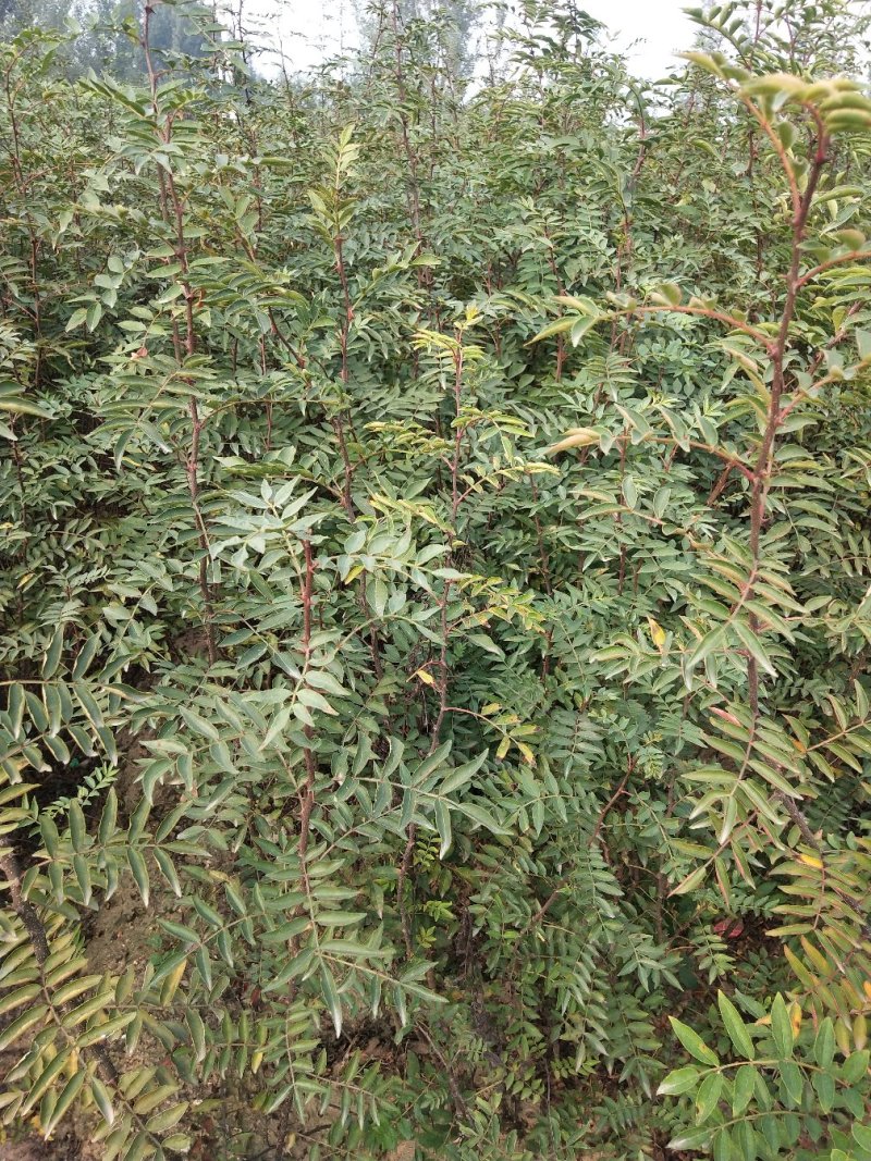 大红袍花椒苗批发价格无刺花椒苗，基地批发