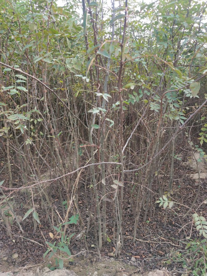 大红袍花椒苗批发价格无刺花椒苗，基地批发