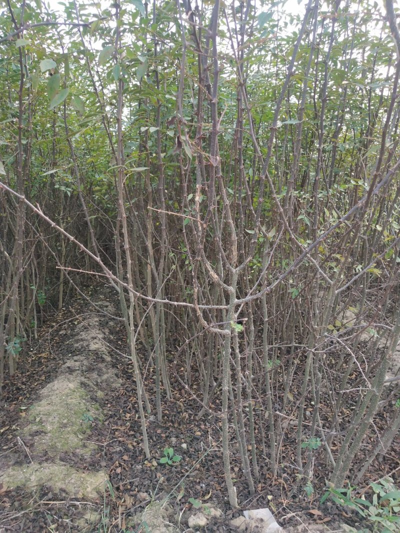 大红袍花椒苗批发价格无刺花椒苗，基地批发