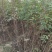 大红袍花椒苗批发价格无刺花椒苗，基地批发