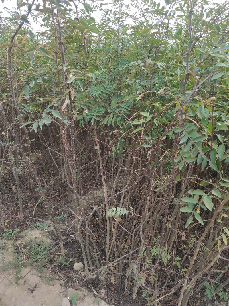 大红袍花椒苗批发价格无刺花椒苗，基地批发