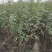 大红袍花椒苗批发价格无刺花椒苗，基地批发
