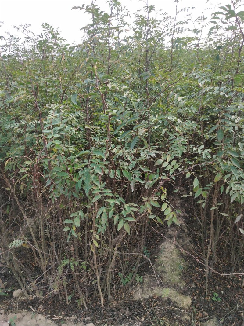 大红袍花椒苗批发价格无刺花椒苗，基地批发