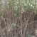 大红袍花椒苗批发价格无刺花椒苗，基地批发