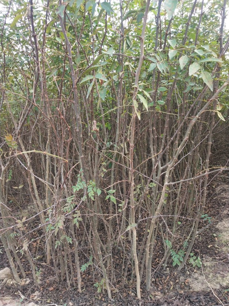 大红袍花椒苗批发价格无刺花椒苗，基地批发