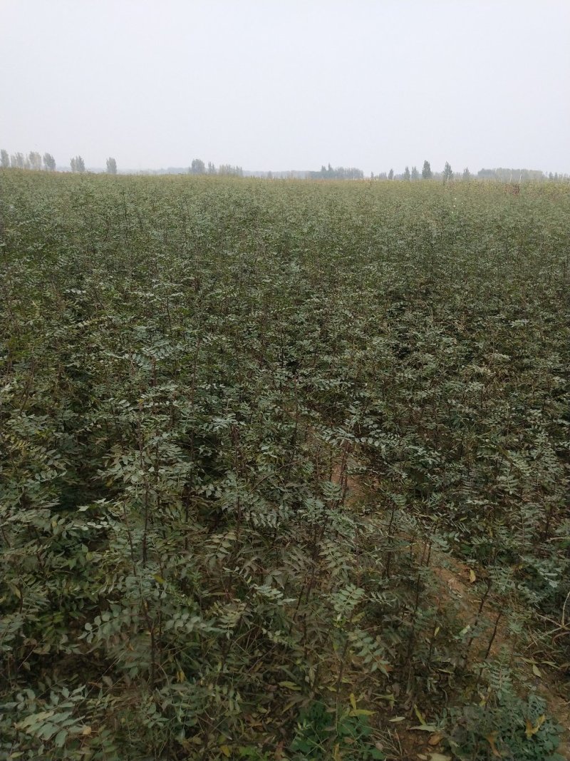 大红袍花椒苗批发价格无刺花椒苗，基地批发