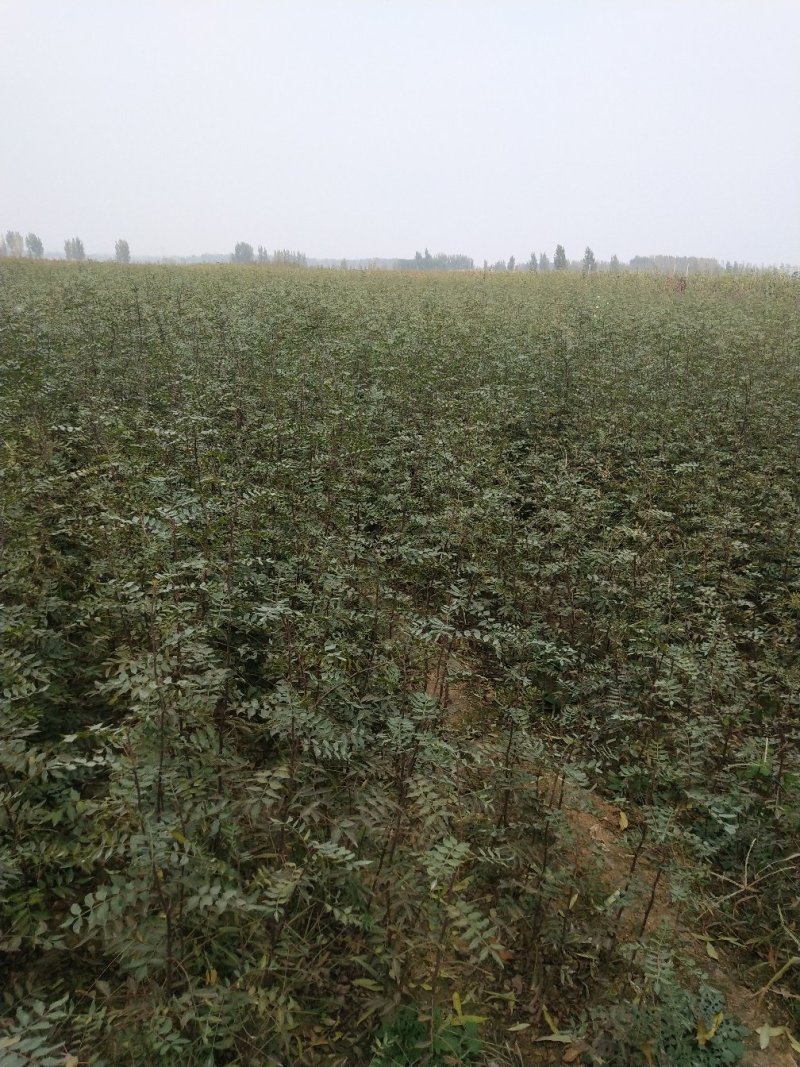 大红袍花椒苗批发价格无刺花椒苗，基地批发