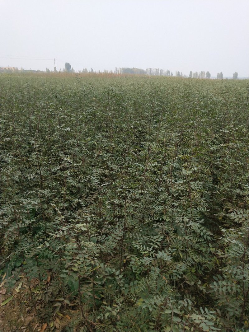 大红袍花椒苗批发价格无刺花椒苗，基地批发