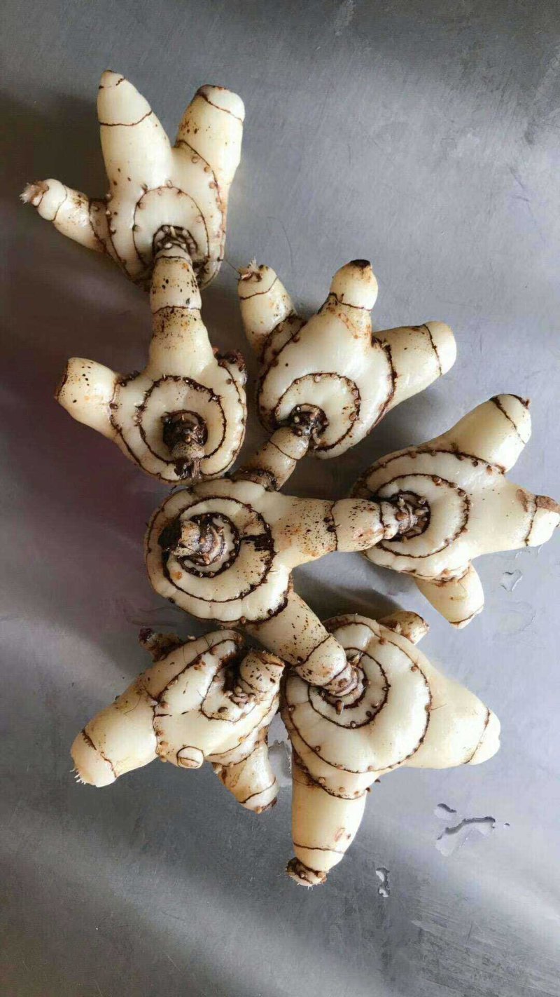 白芨紫花三叉白芨大白芨无黑果大量供应